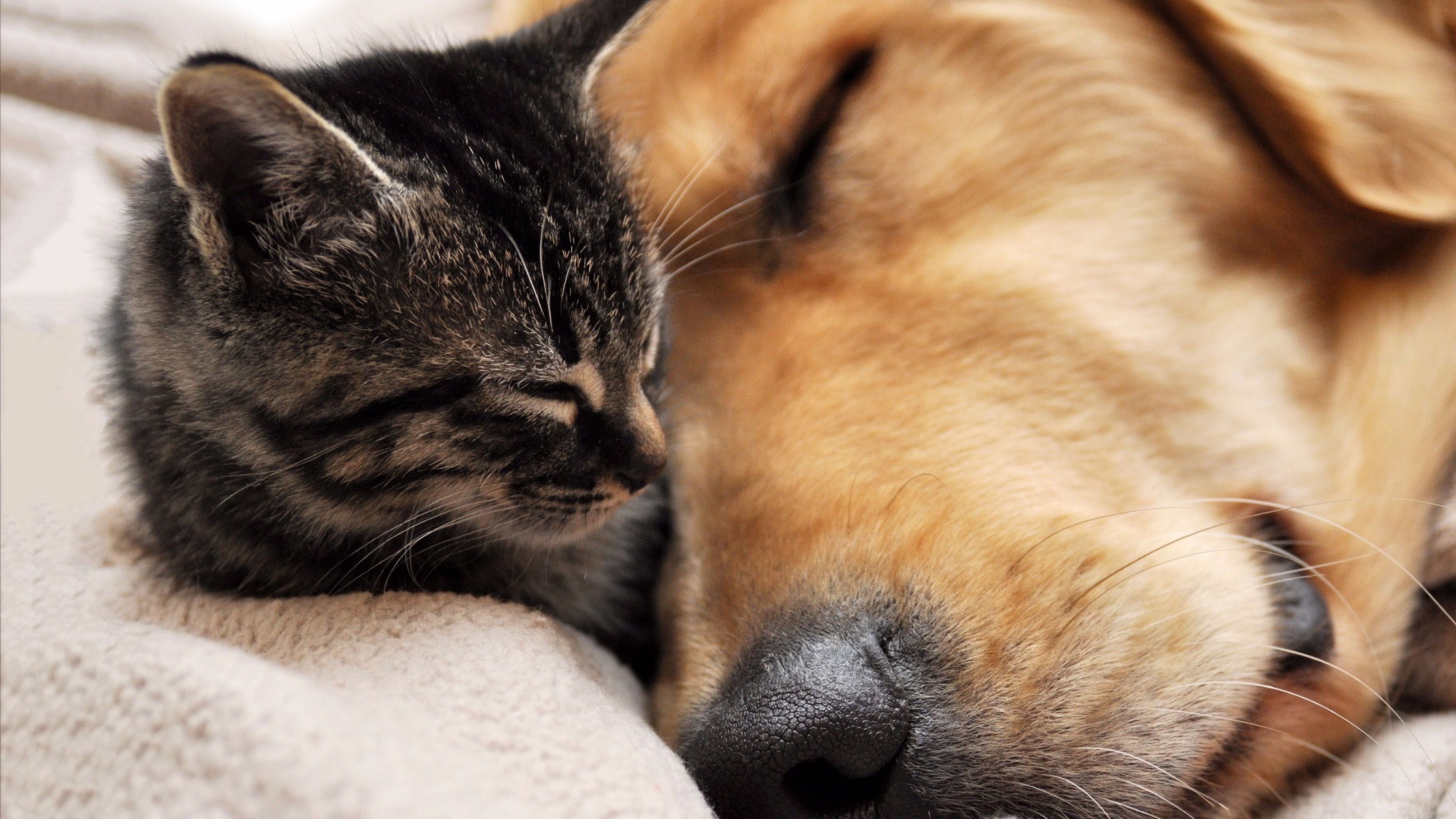 Dogs And Cats Hd - HD Wallpaper 
