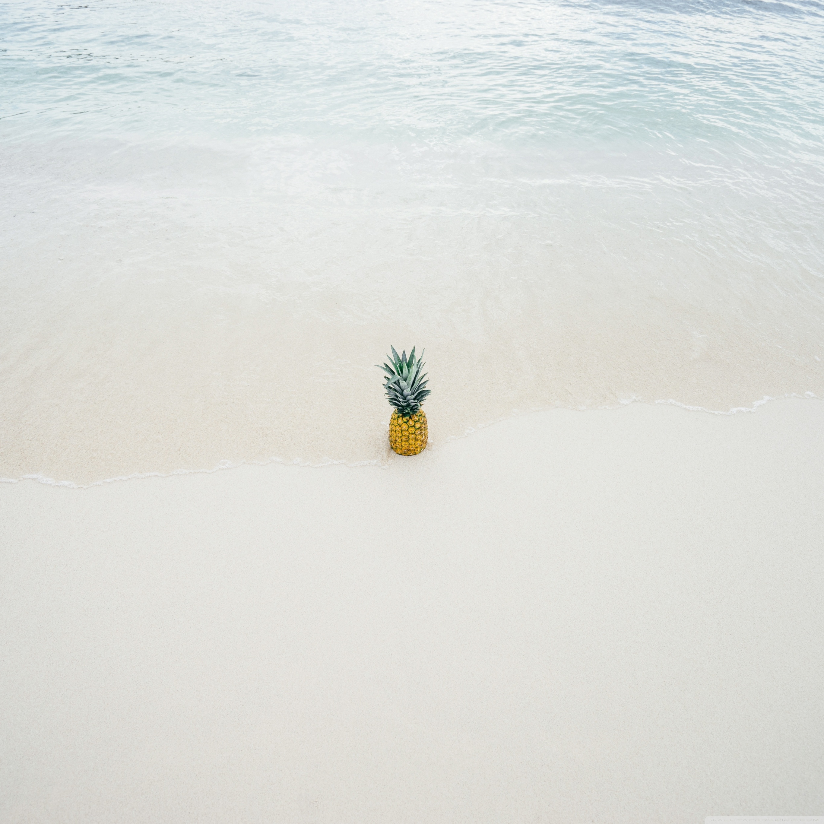 Grey And White Floral - HD Wallpaper 