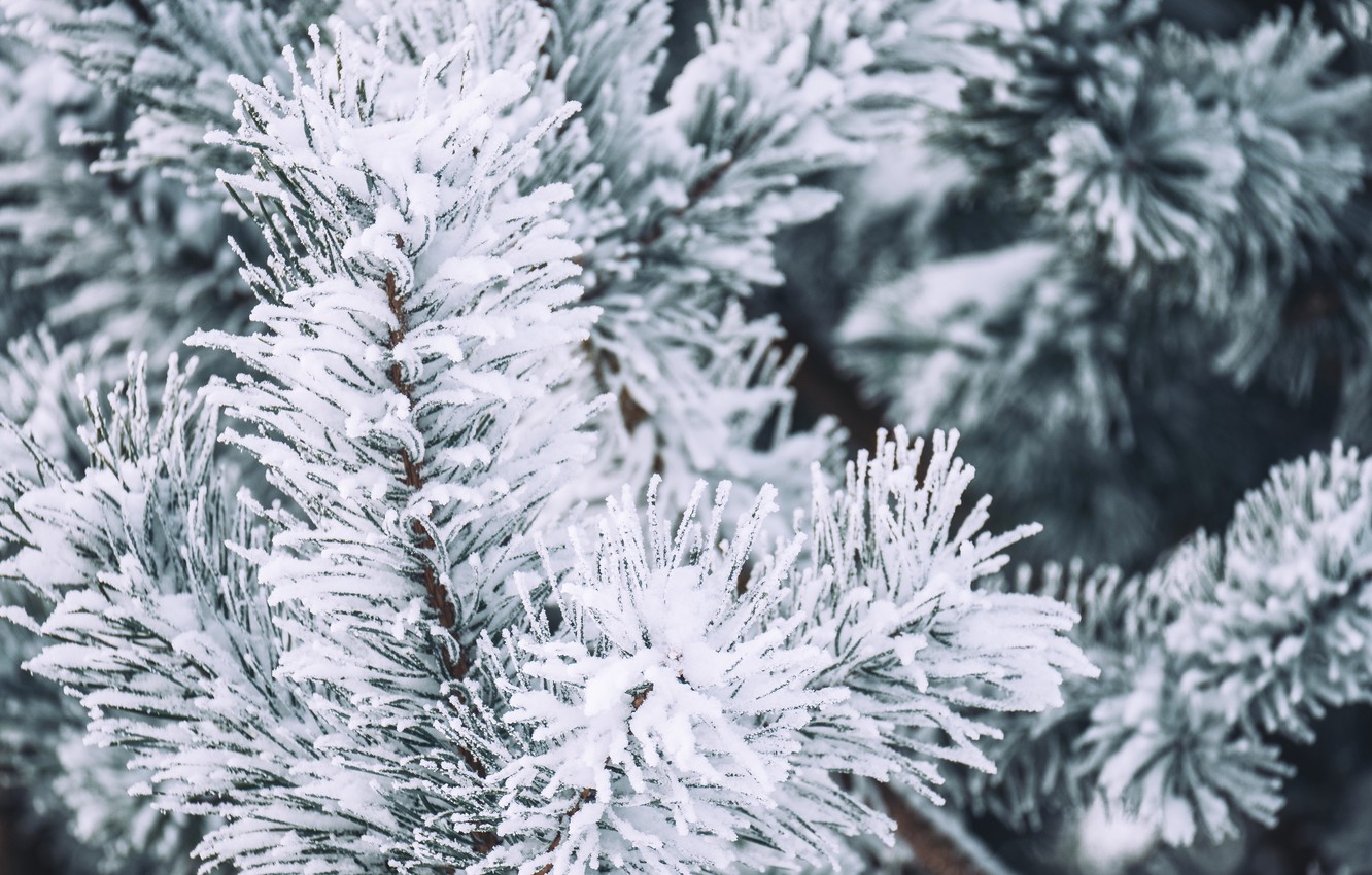 Photo Wallpaper Winter, Snow, Macro, Branch, Pine, - Frost - HD Wallpaper 