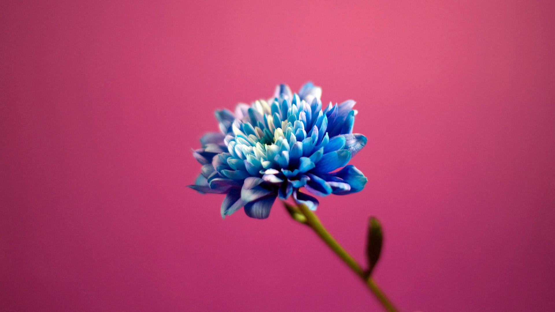Pink Wallpaper - Blue Flower Pink Background - HD Wallpaper 