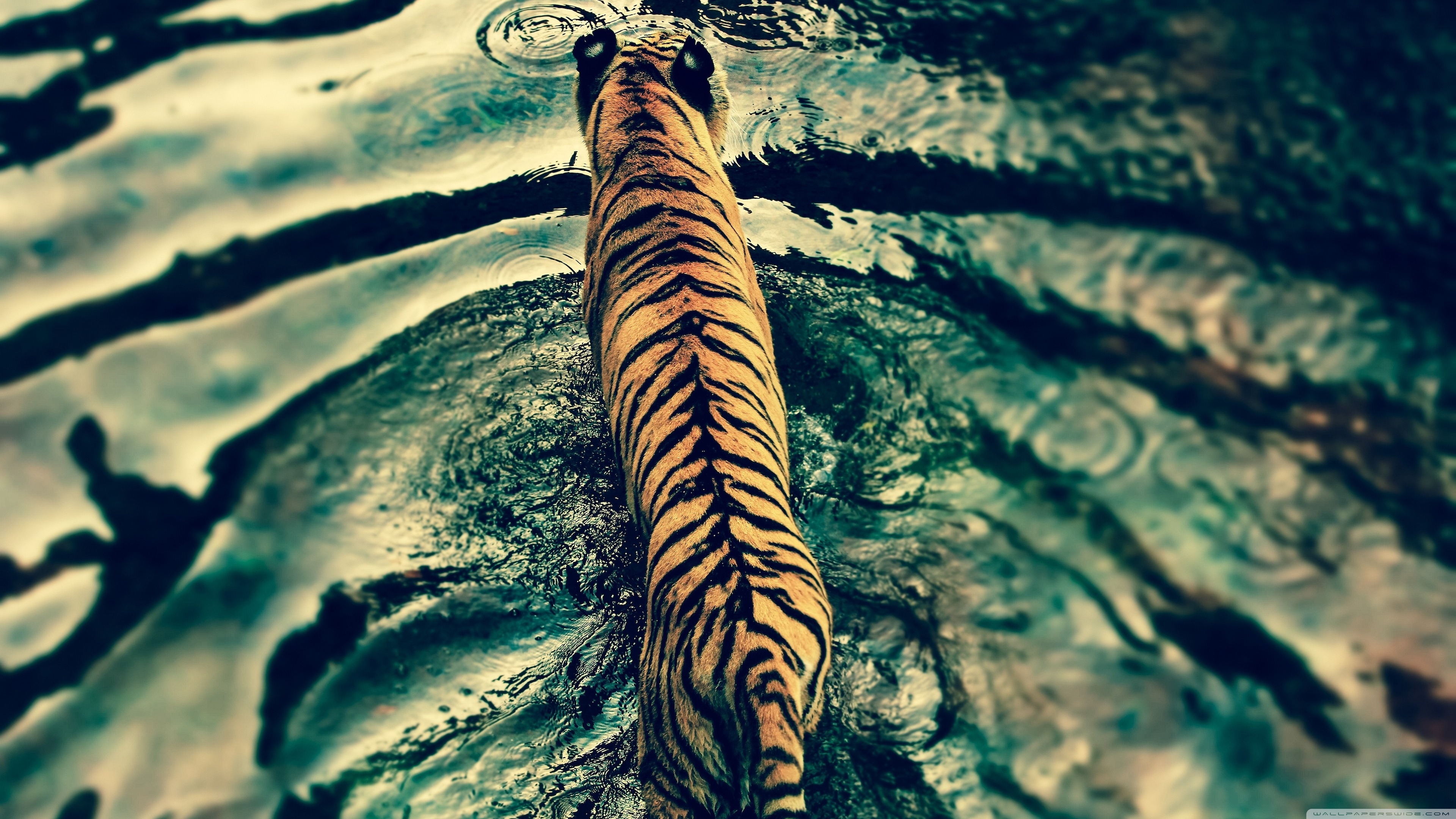 Tiger In Water Hd - HD Wallpaper 