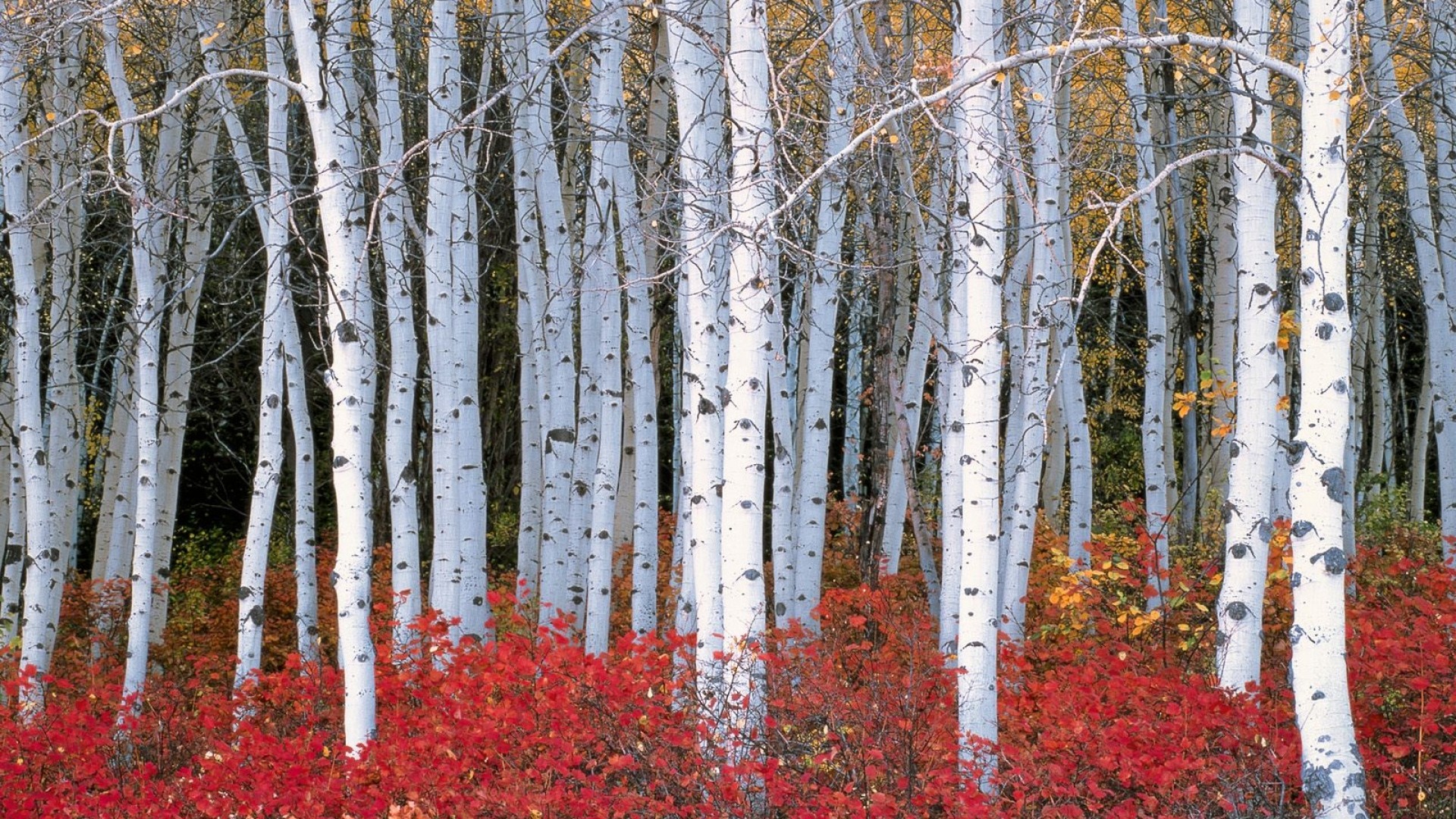 1920x1080, Top 12 Birch Tree Wallpaper 
 Data Id 136640 - Aspens With Red Bushes - HD Wallpaper 