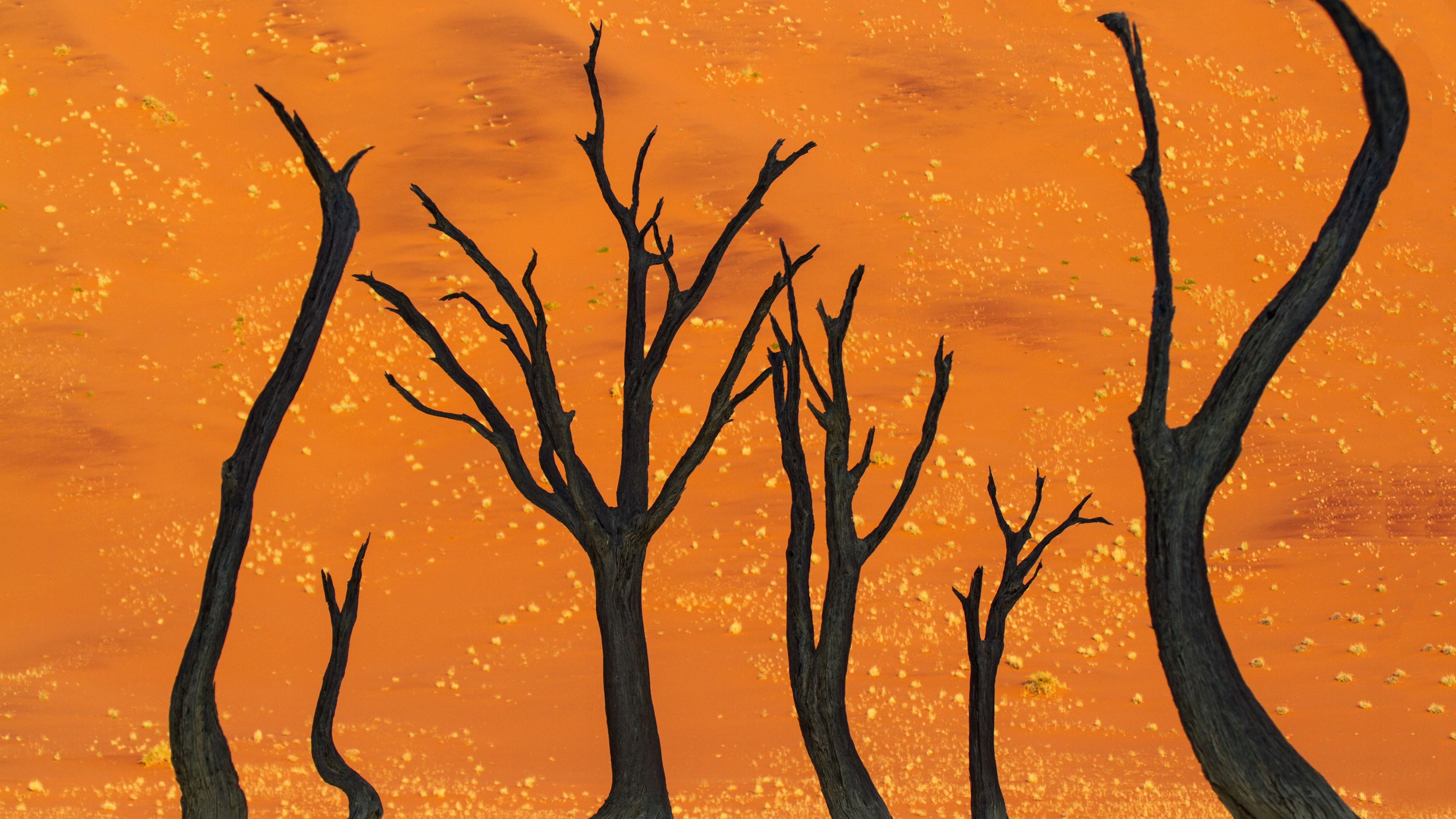 Dead Vlei Hd - HD Wallpaper 