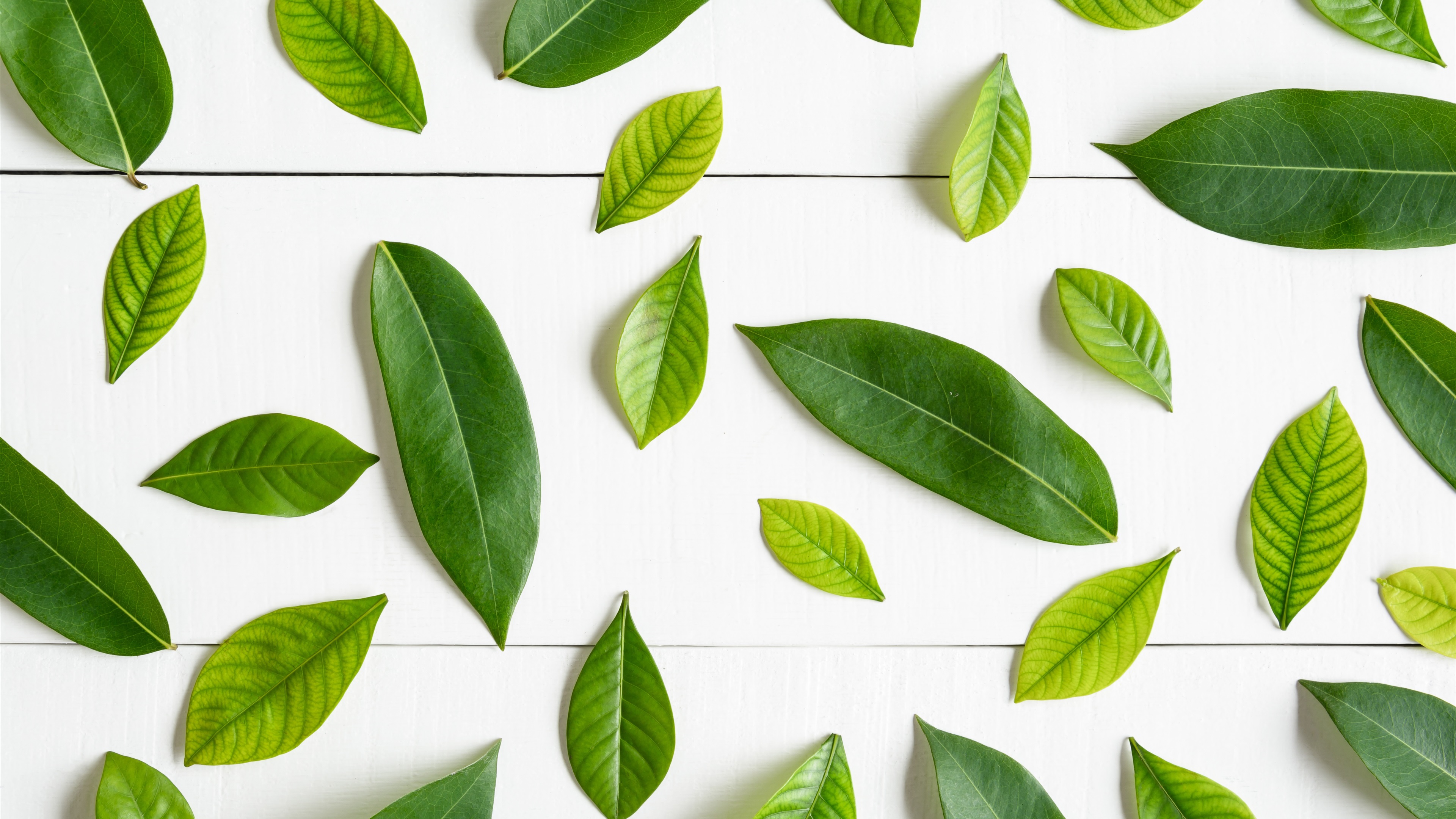 Wallpaper Green Leaves, White Background - Leaves On White Background - HD Wallpaper 