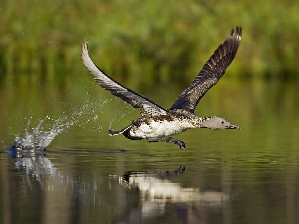 Beautiful Birds Flying Background - HD Wallpaper 