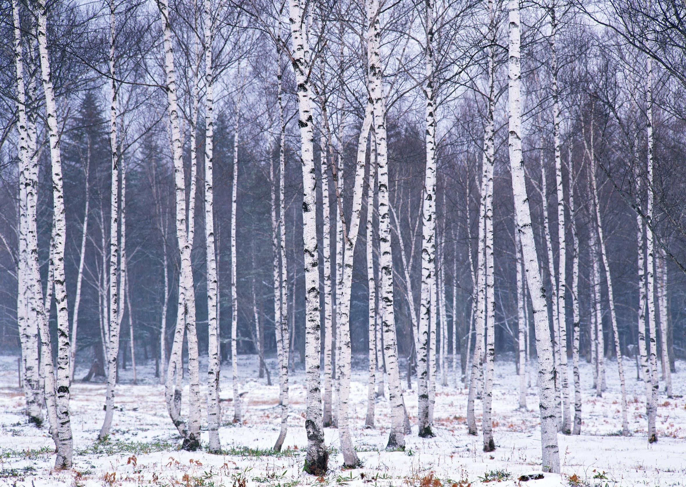 Birch Winter Tree - HD Wallpaper 