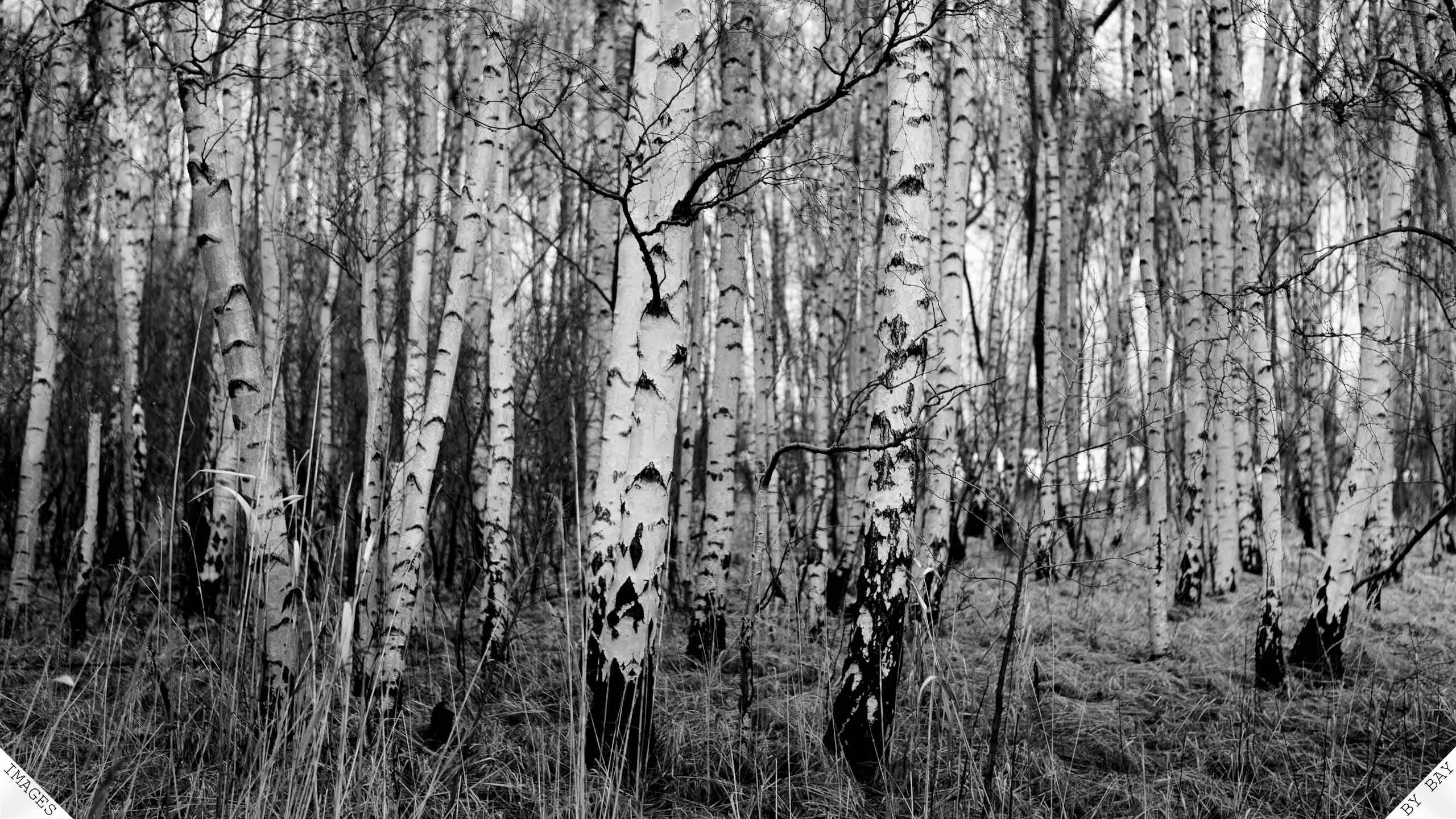 High Resolution Birch Tree - HD Wallpaper 