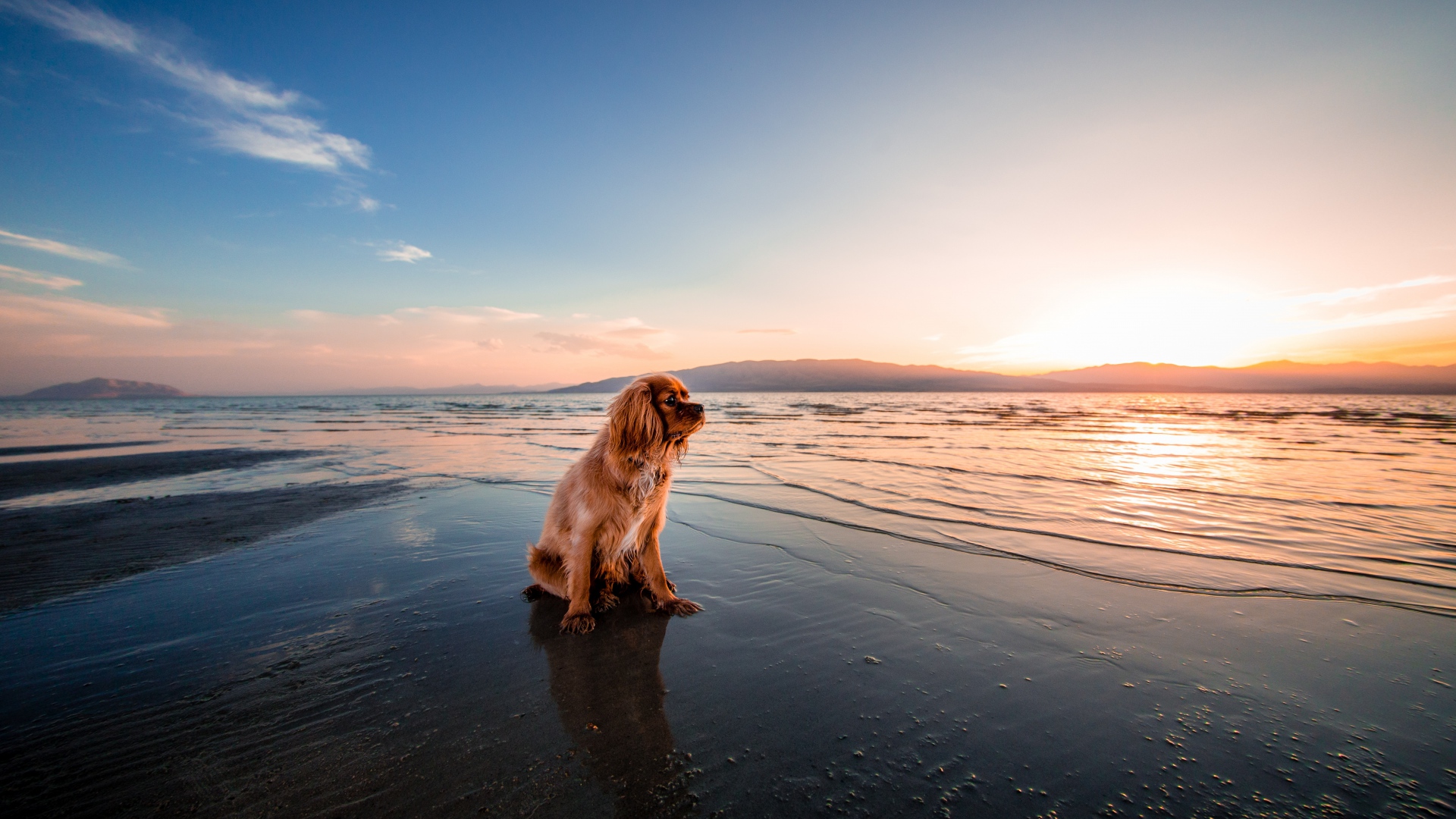 King Charles Cavalier At The Beach - HD Wallpaper 