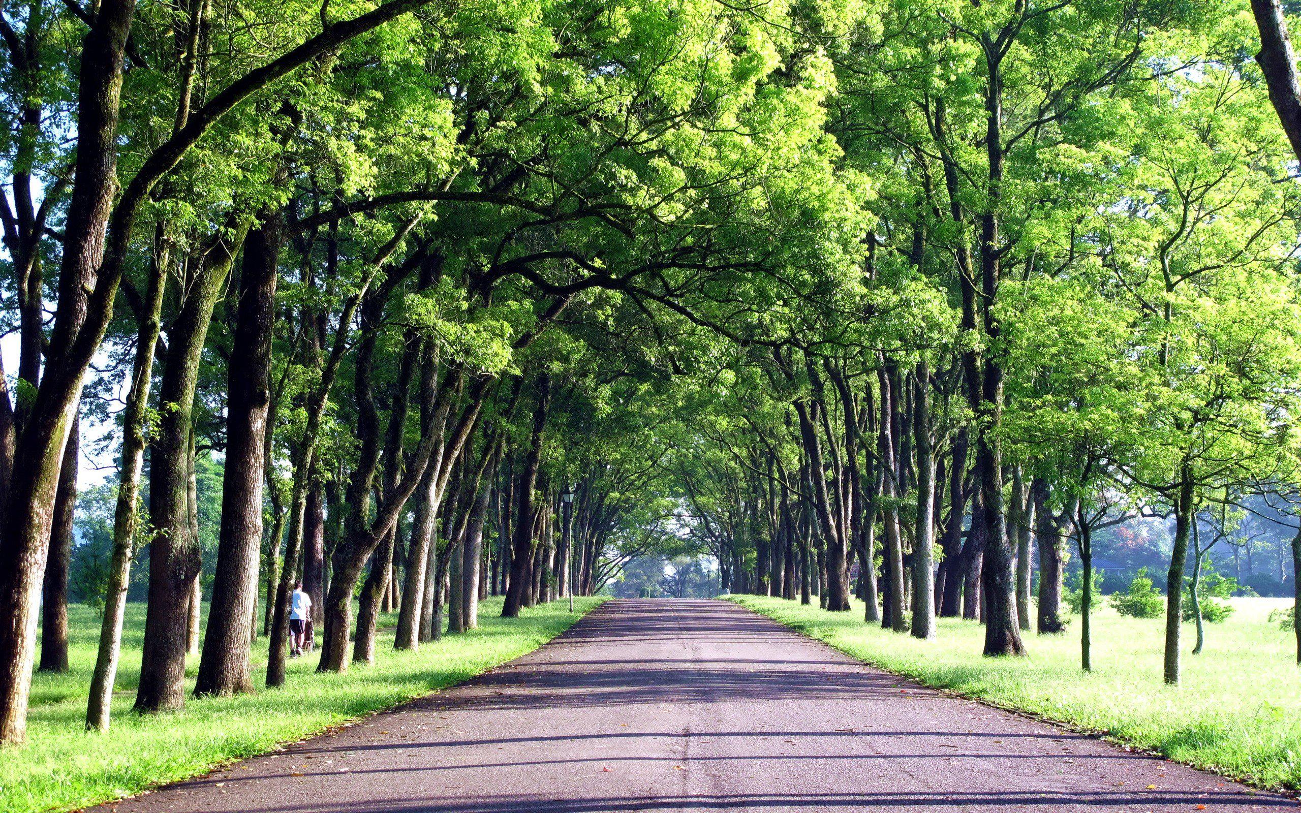 Hd Green Trees Roads Taiwan Background Images Wallpaper - 2560x1600  Wallpaper 