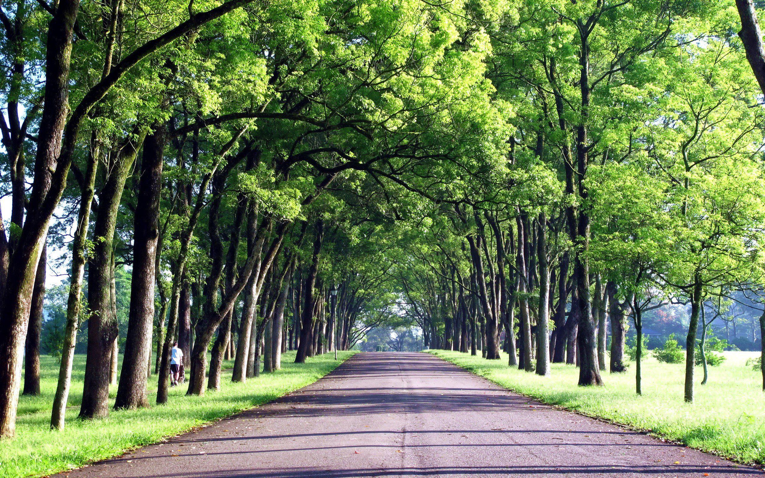 Hd Green Trees Roads Taiwan Background Images Wallpaper - 2560x1600 Wallpaper Hd Green Trees Roads Taiwan Background Images Wallpaper - 2560x1600 Wallpaper