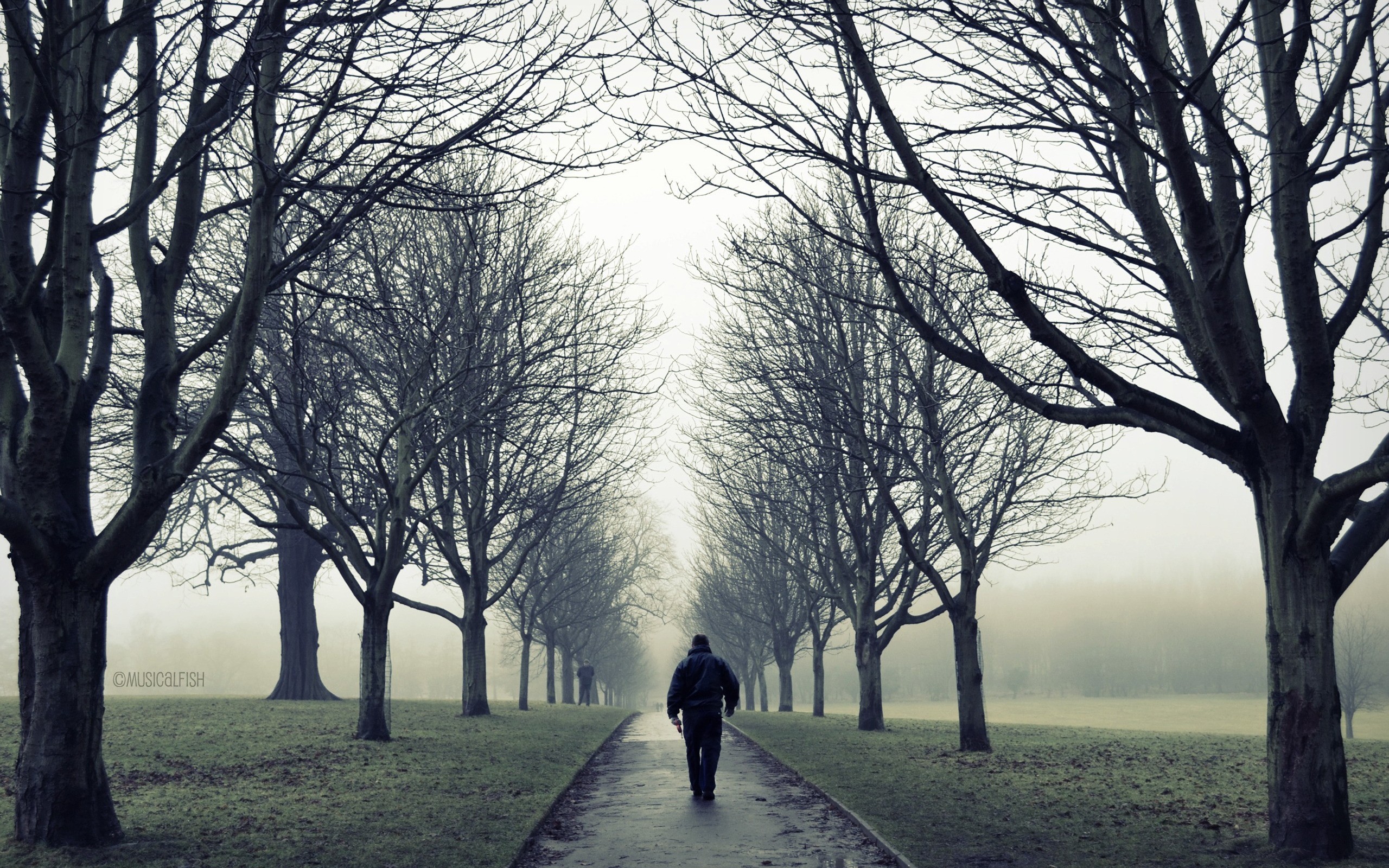 Lonely Man In Road - Walk Alone In Park - HD Wallpaper 