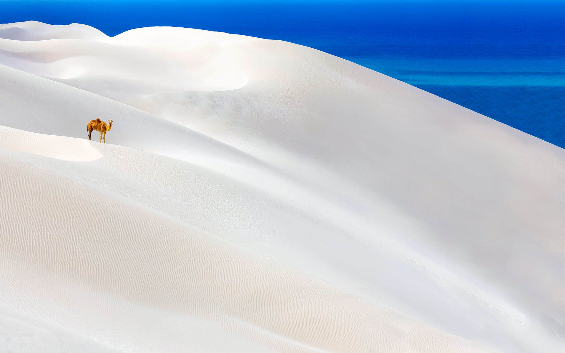 Alone Camel In White Desert Hd Wallpapers Free Download - Camel In White Desert - HD Wallpaper 