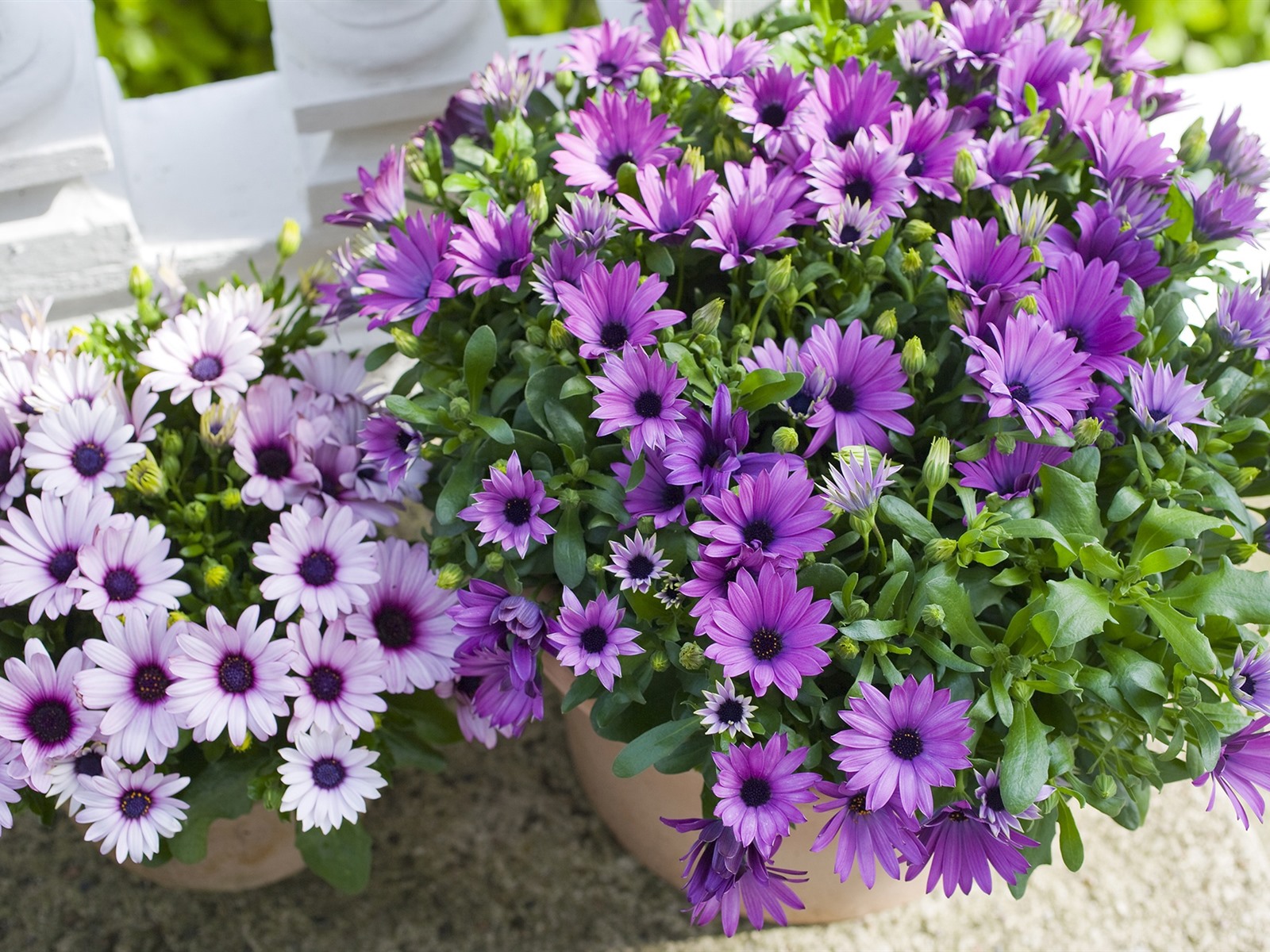 African Daisies - HD Wallpaper 