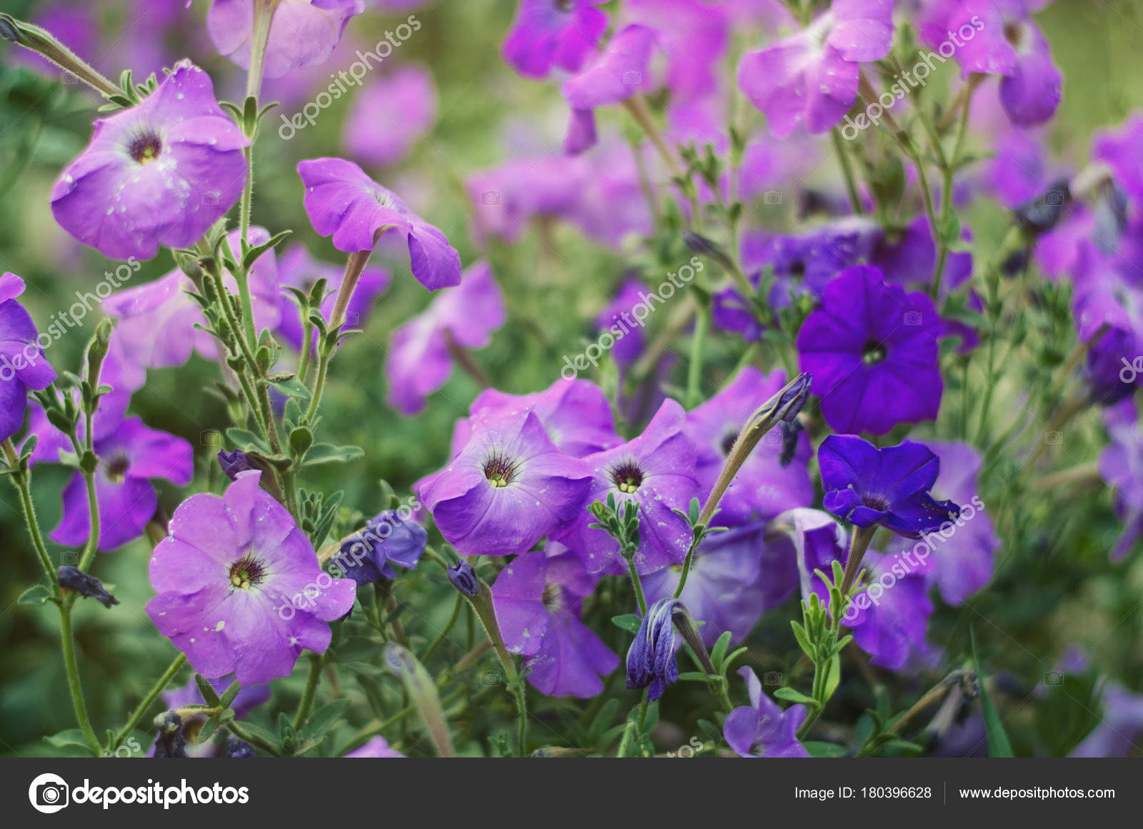 Petunia - HD Wallpaper 