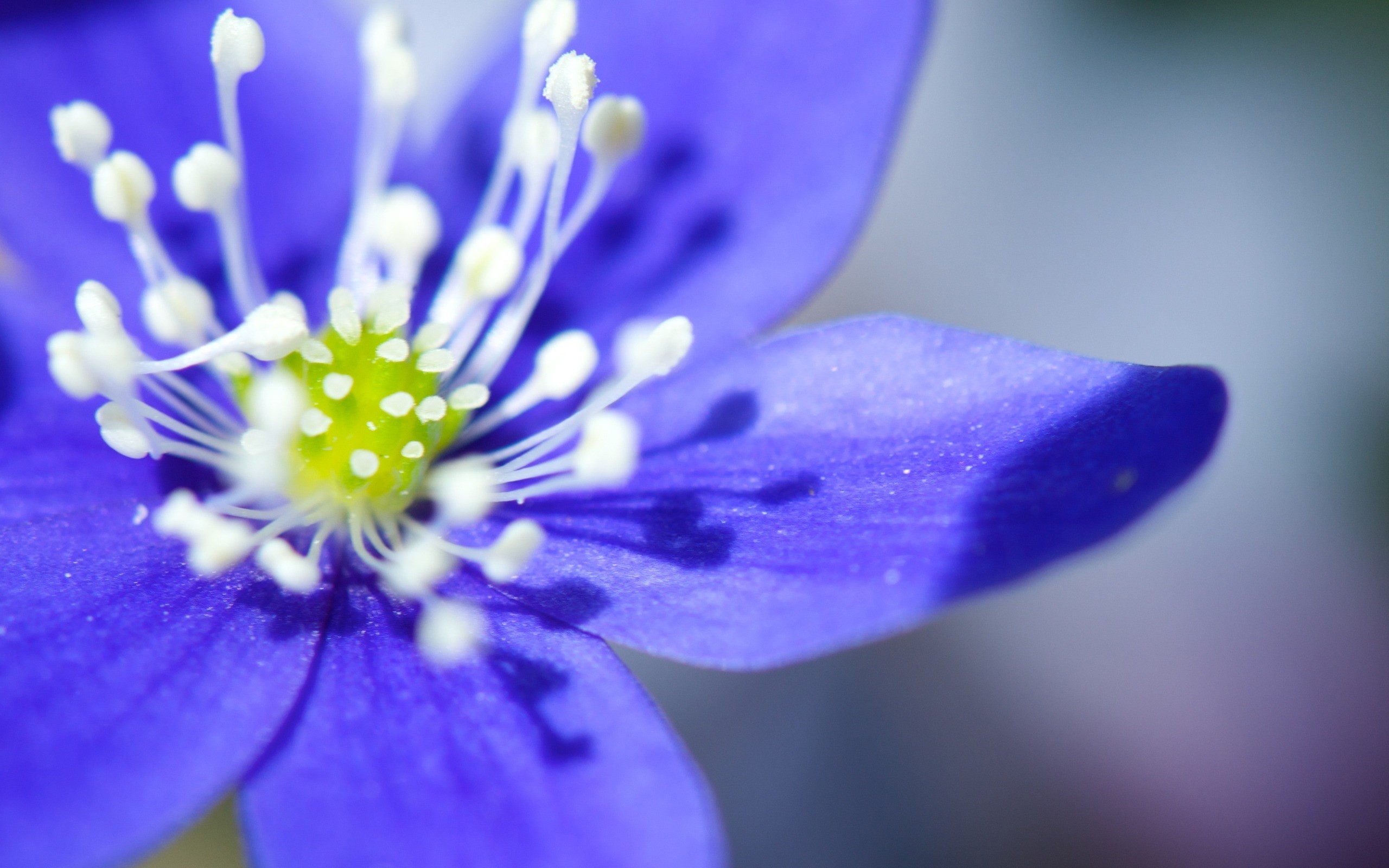 Beautiful Purple Macro Wallpaper - HD Wallpaper 