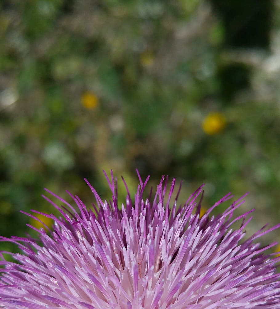 Background, Wall Paper, Wallpaper, Beautiful, Nice, - Spear Thistle - HD Wallpaper 