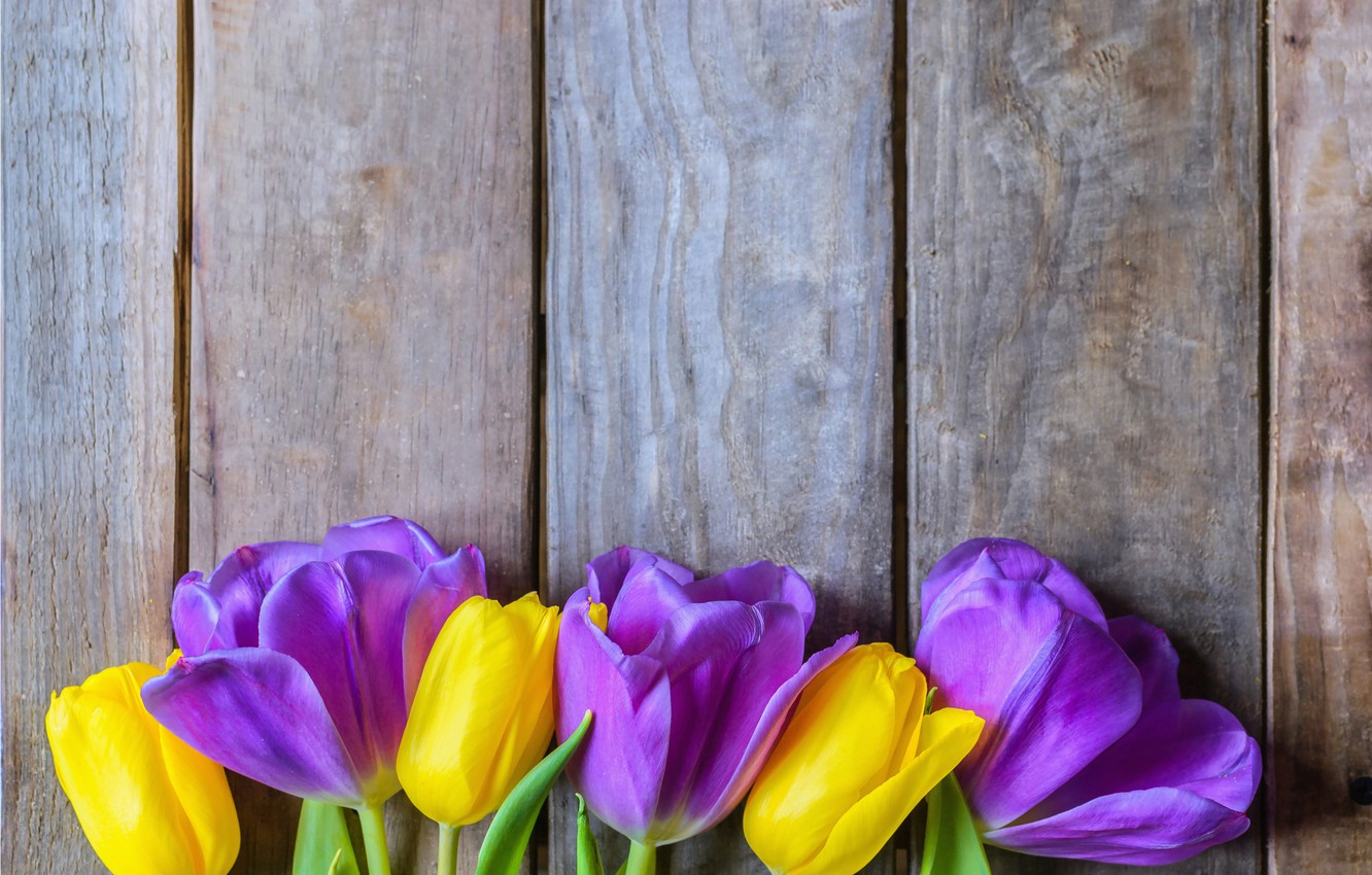 Photo Wallpaper Flowers, Yellow, Purple, Tulips, Fresh, - Sprenger's Tulip - HD Wallpaper 