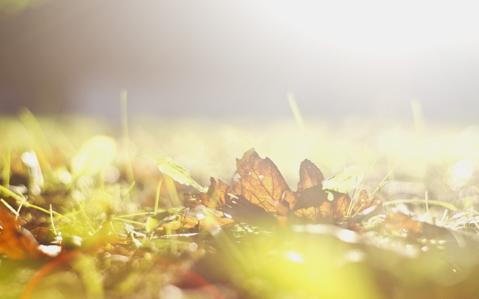 Macro Photography - HD Wallpaper 