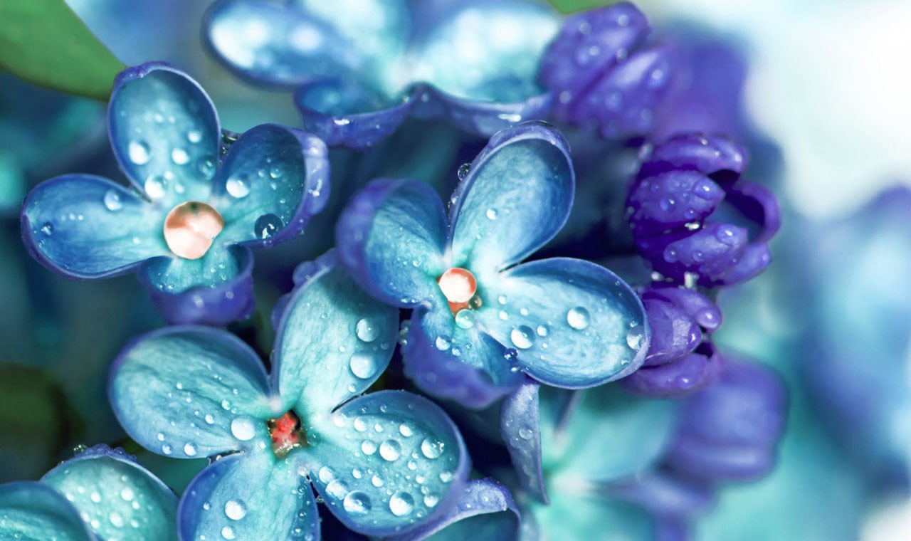 Фиалки Картина - HD Wallpaper 