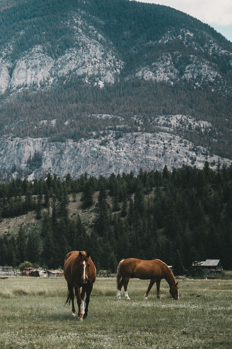 Wallpaper Pasture, Horses, Mountains - Horses Wallpaper Mountains - HD Wallpaper 