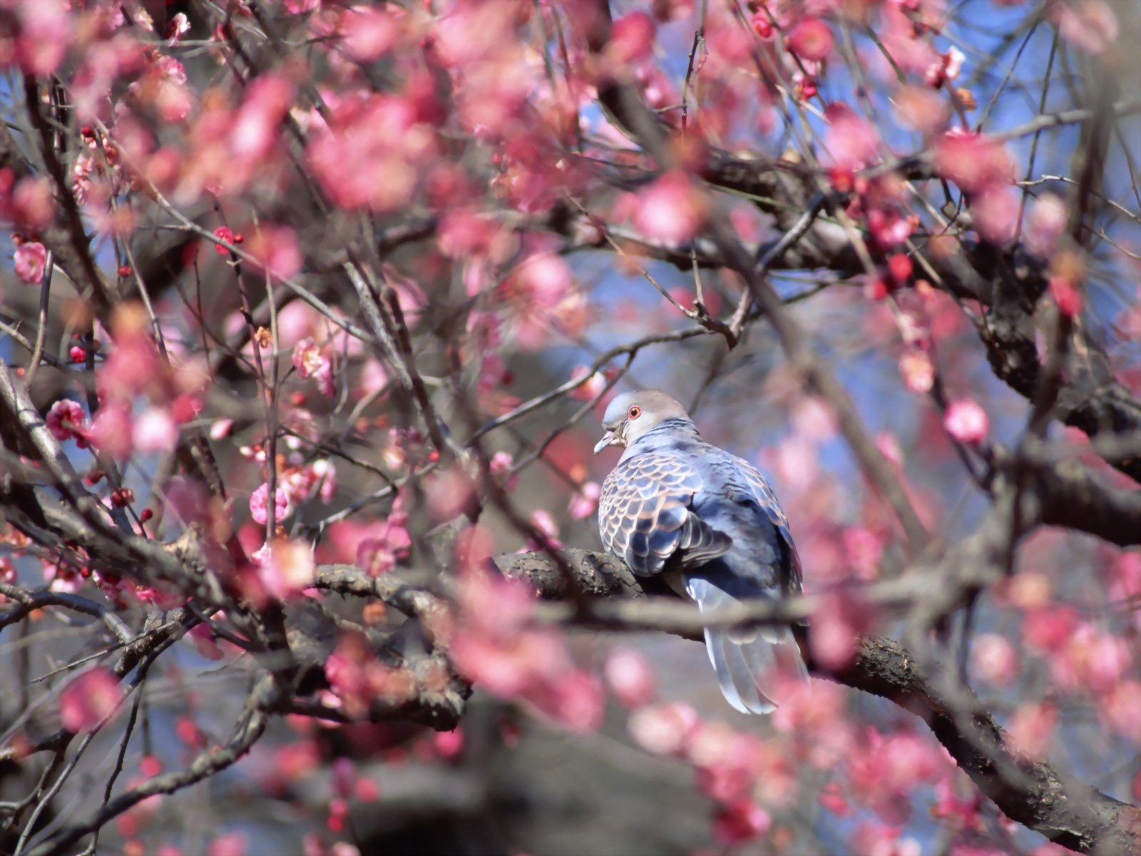 Brown Dove On Tree Hd Pics Free Download - Birds - HD Wallpaper 