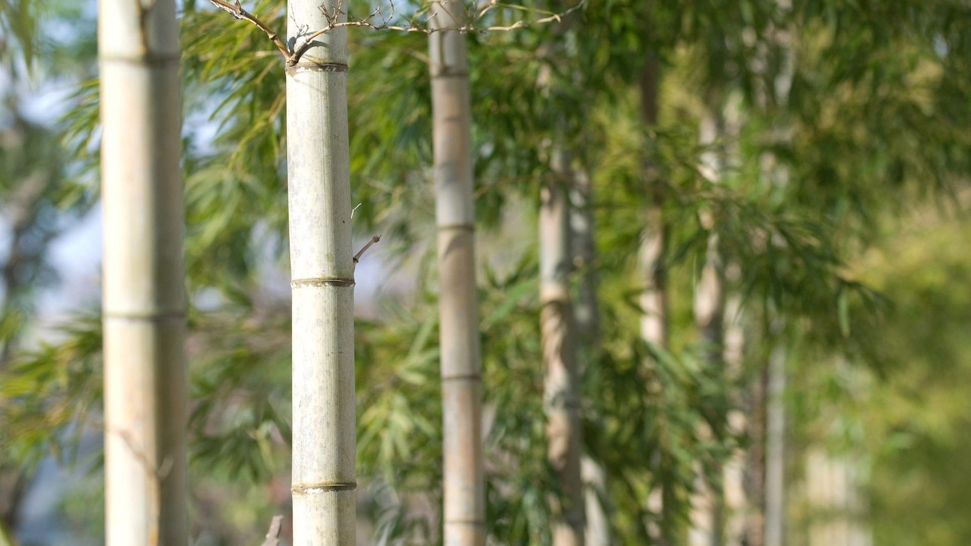 Birch - HD Wallpaper 