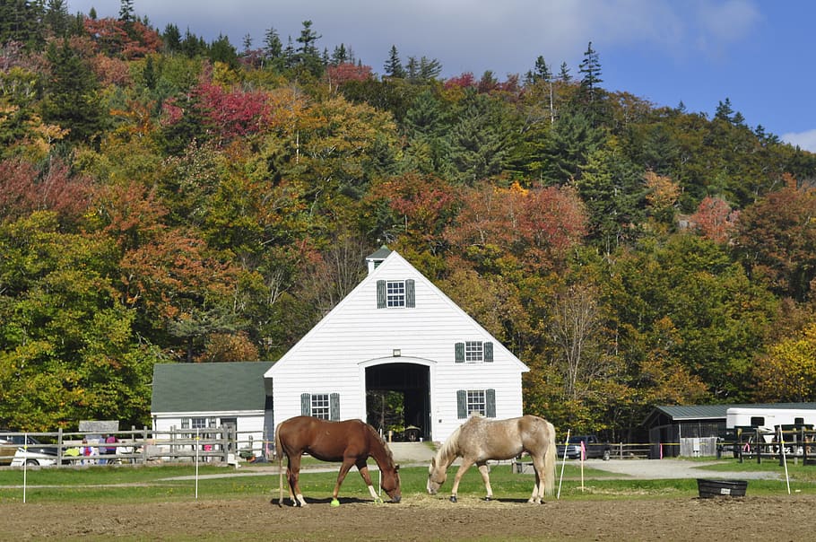 United States, Acadia National Park, Fall, Ranch, Adventure, - Mare - HD Wallpaper 