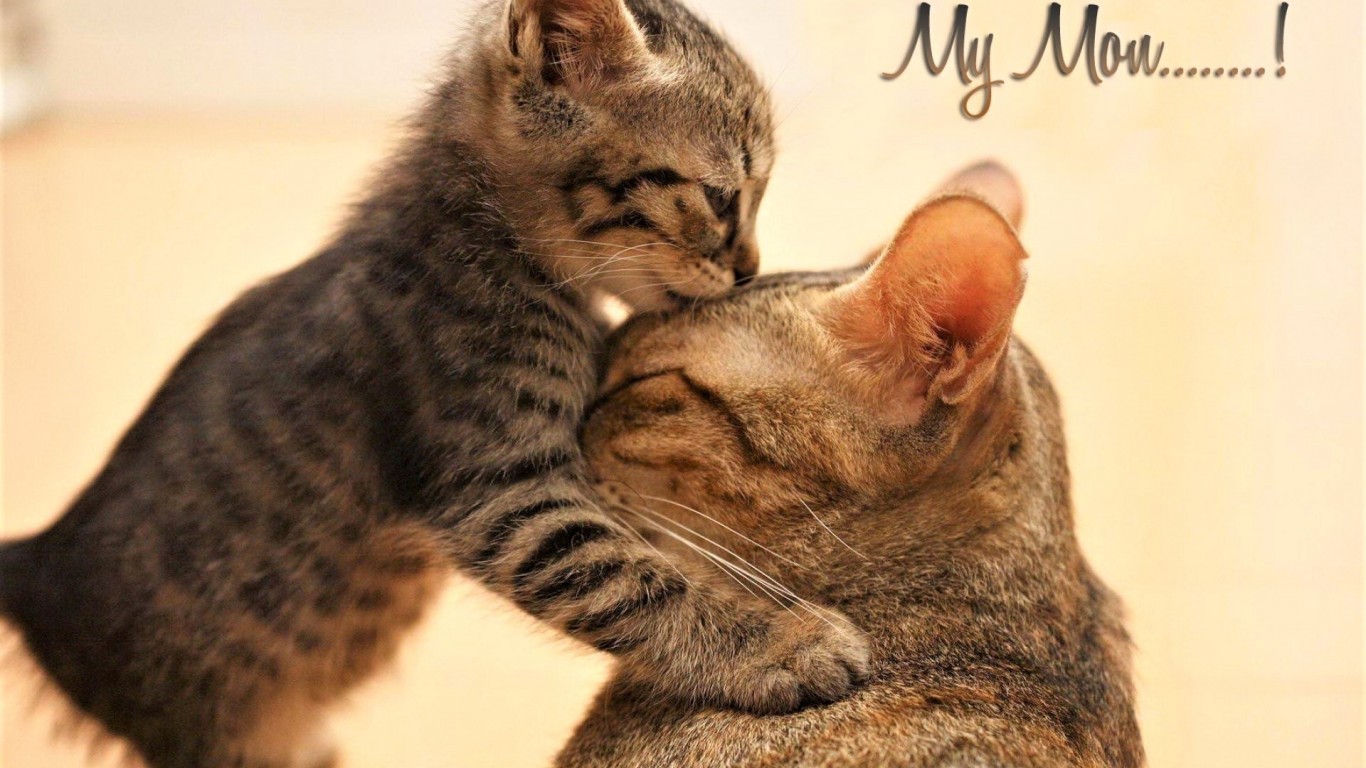 Kitten, Cute, Kiss, Cats - Cat Giving Kiss - HD Wallpaper 