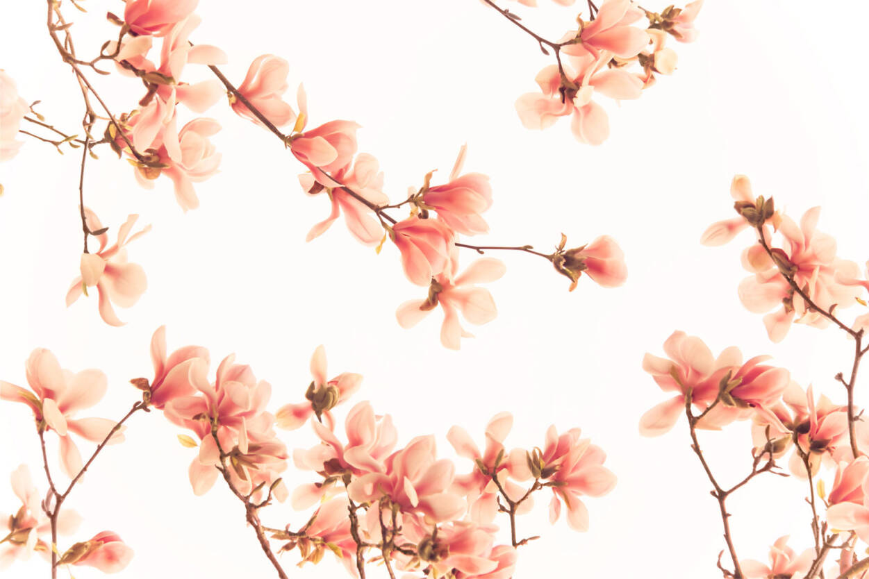 Livingwalls Photo Wallpaper Salmon Pink Blossom - Salmon Pink Flowers - HD Wallpaper 