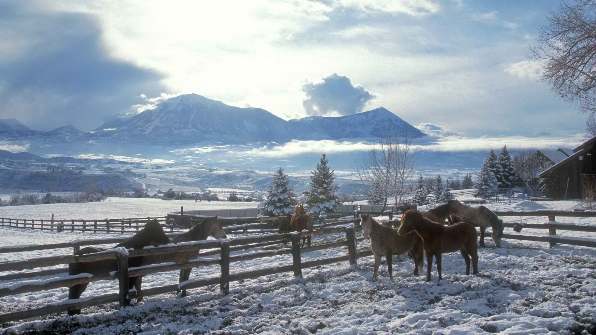 Desktop Background Horses Snow - HD Wallpaper 