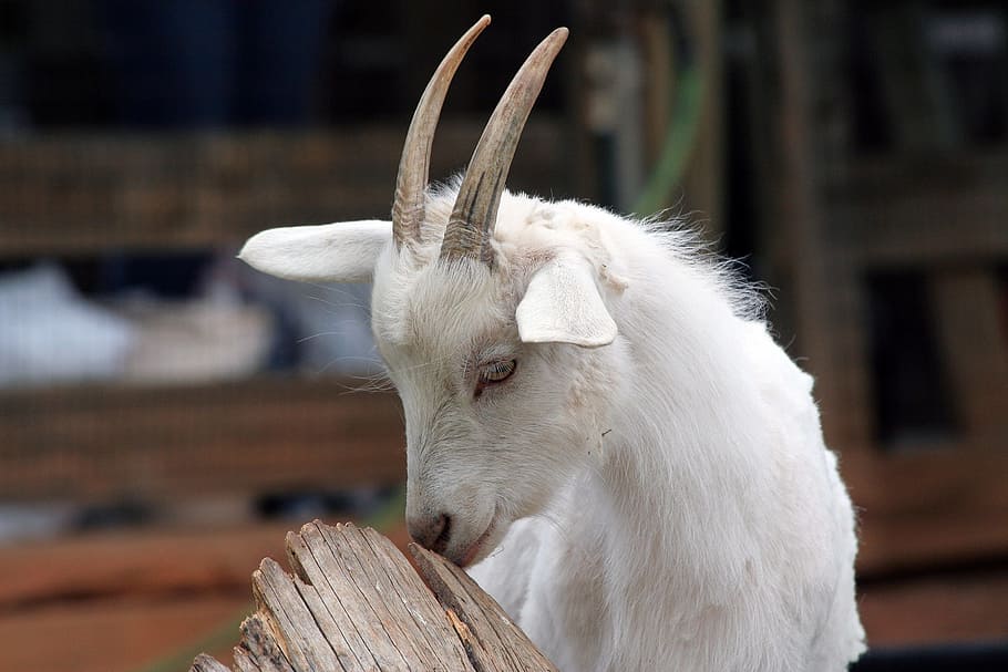 Goat, Animal, Farm, Mammal, Zoo, Domestic, Cute, Country, - Goat - HD Wallpaper 