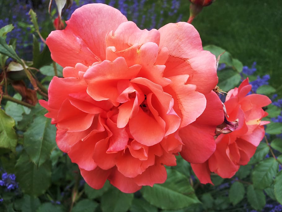 Rose, Tea Rose, Apricot, Salmon, Colorful, Flower, - Planta De Jardim Com Flor Salmon - HD Wallpaper 