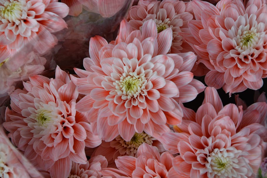 Flower, Flowers, Color Salmon, Garden, Plants, Petals - Flores Cor De Salmao - HD Wallpaper 