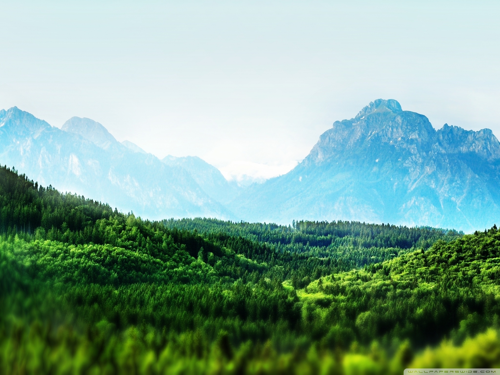 Forest Mountains Wallpaper Green - HD Wallpaper 