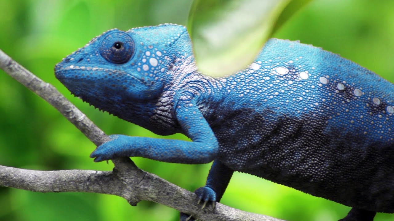 Chameleon Changing Colors - HD Wallpaper 