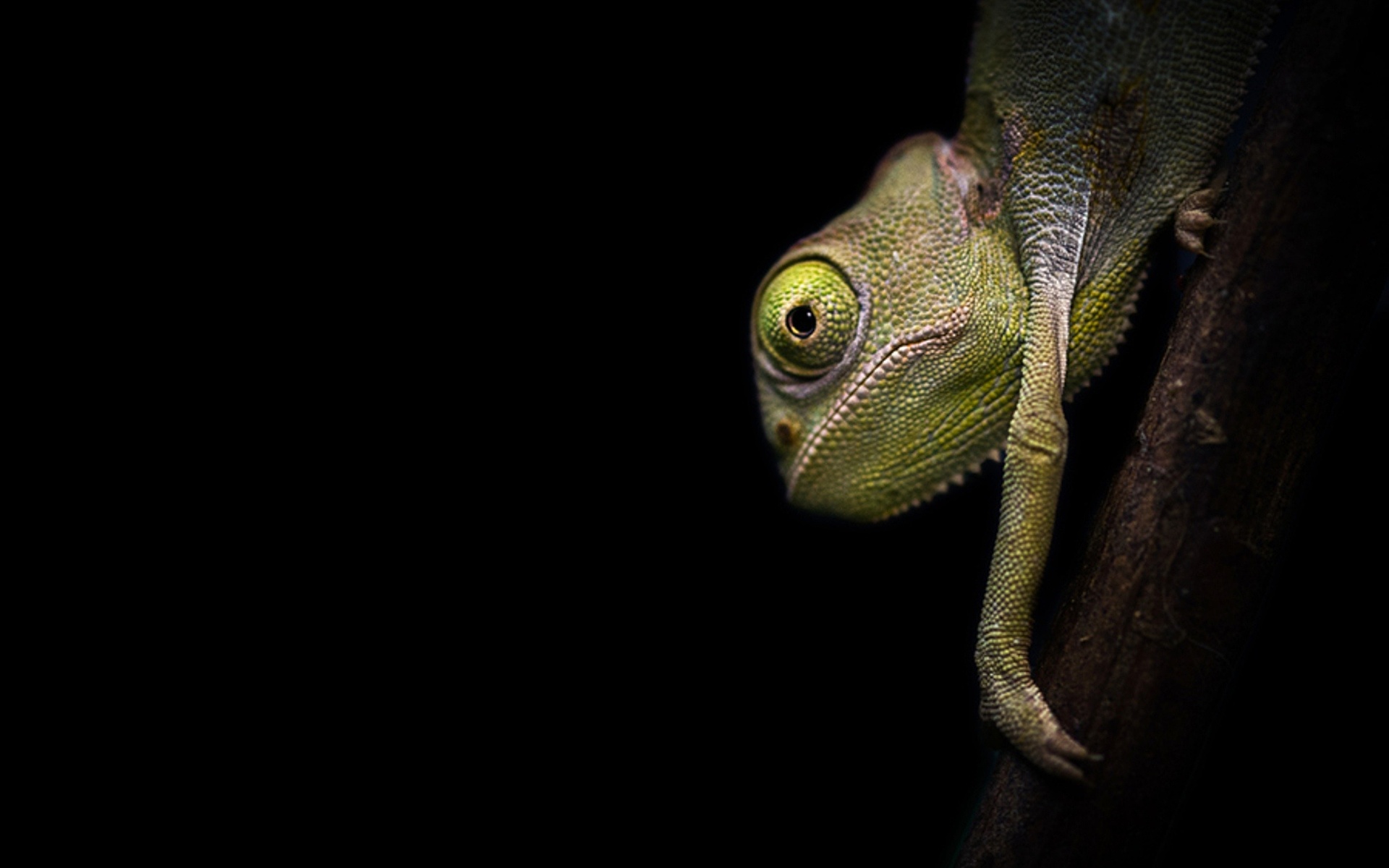 Lizard Colour Change Quotes - HD Wallpaper 