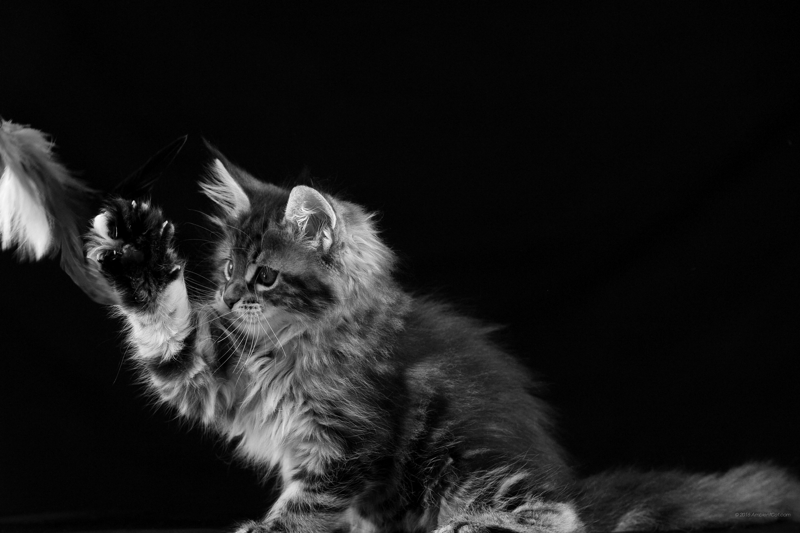 Surface Wallpaper Hd Cat 2736x14 Wallpaper Teahub Io Surface Wallpaper Hd Cat 2736x14 Wallpaper Teahub Io