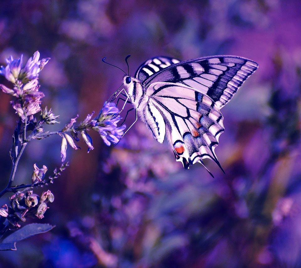 Butterfly, Purple, And Flowers Image - Lavender Flower Images Hd - HD Wallpaper 