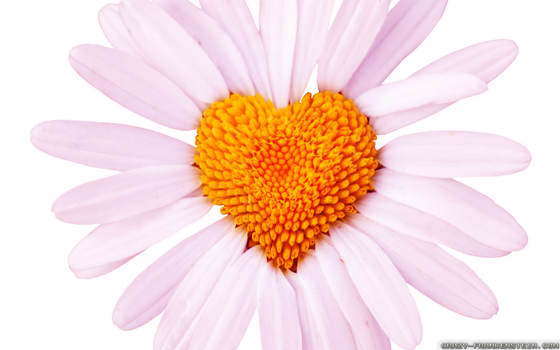 Happy Wedding Anniversary Dears - HD Wallpaper 