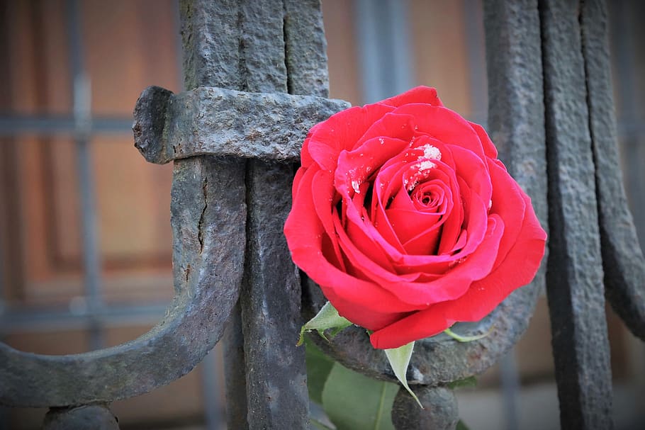 Red Rose, Old Iron Fence, Love Symbol, Snow, Winter, - HD Wallpaper 