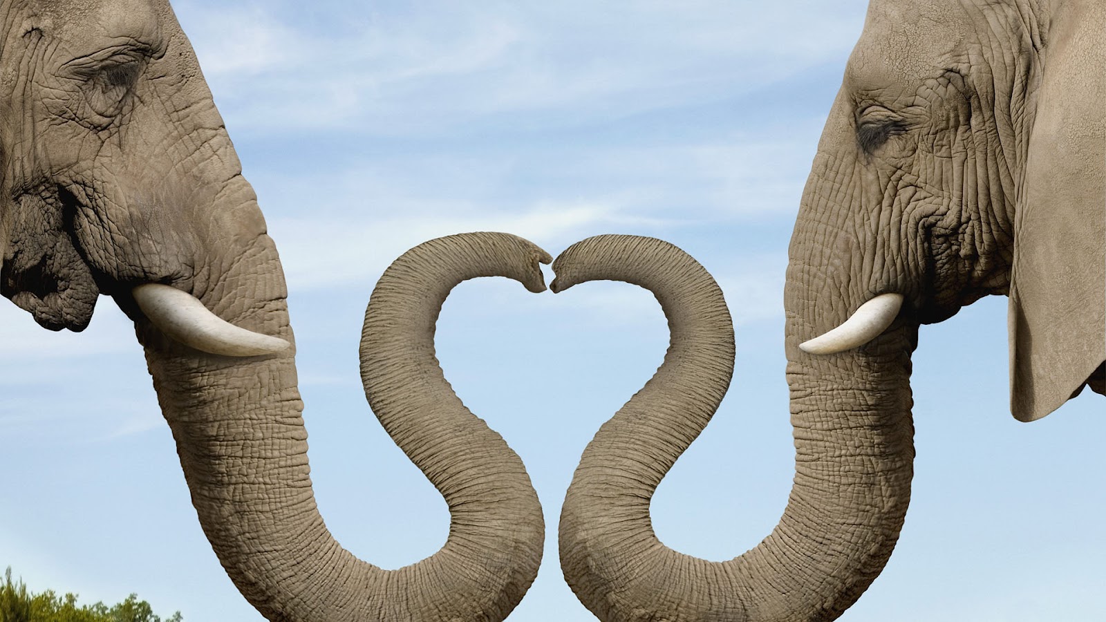 Elephant Animal Make Amazing Love Symbol Hd Wallpapers - Elephants Making A Heart With Their Trunks - HD Wallpaper 