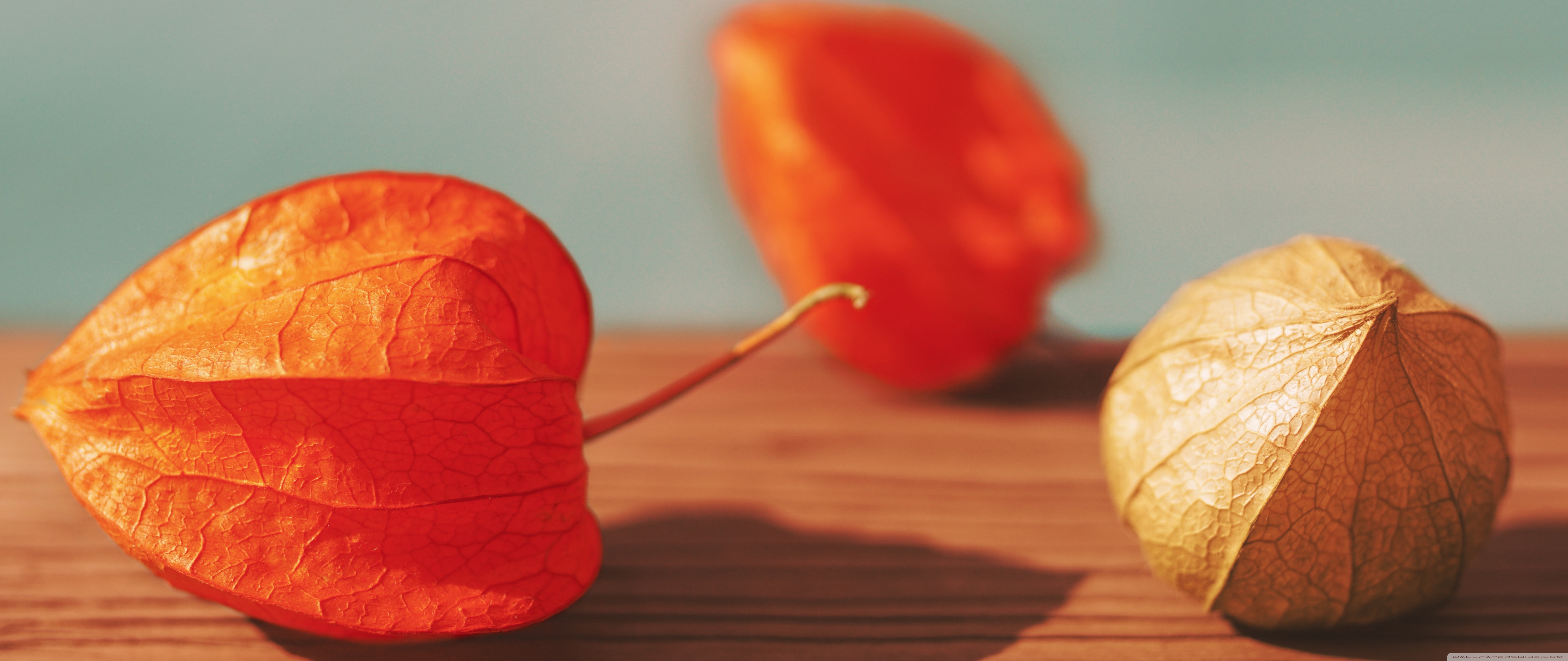 1440p - HD Wallpaper 
