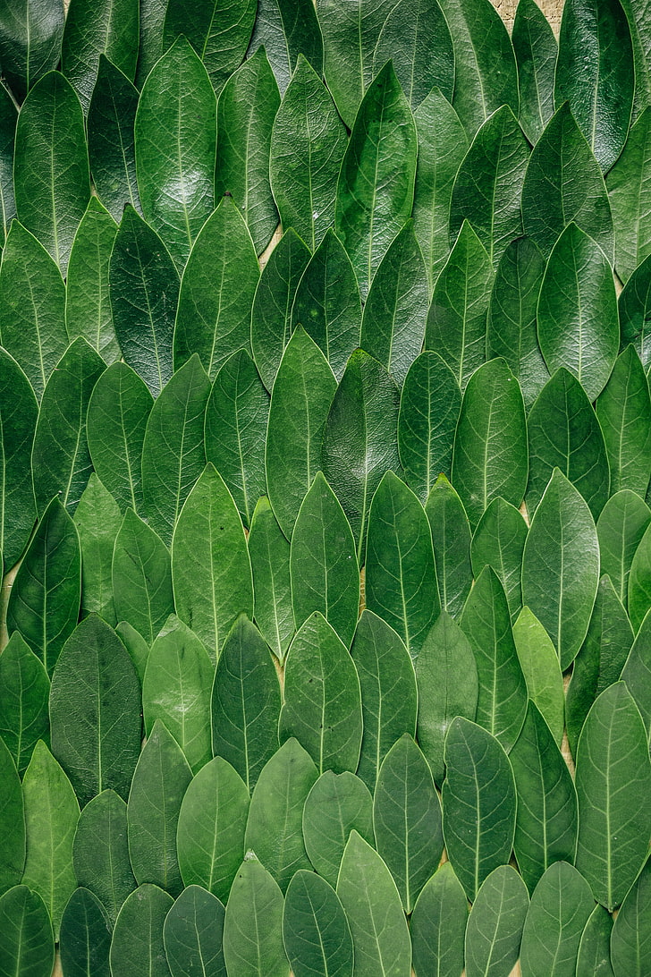 Laurel Leaves - HD Wallpaper 