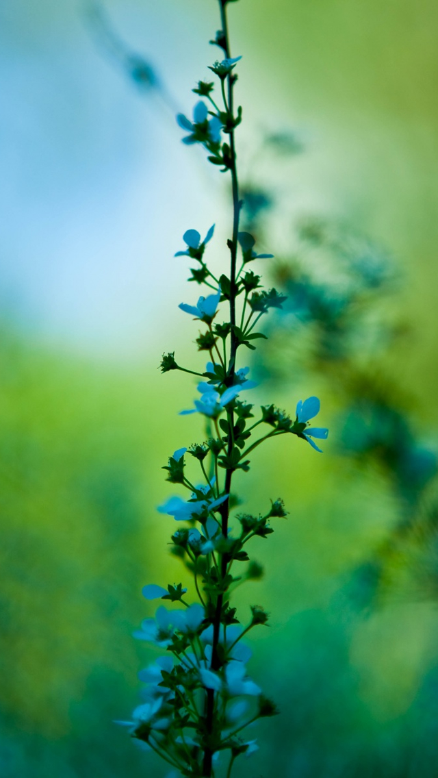 Blue Plant Iphone Wallpaper - Flower With Blur Back Ground - HD Wallpaper 