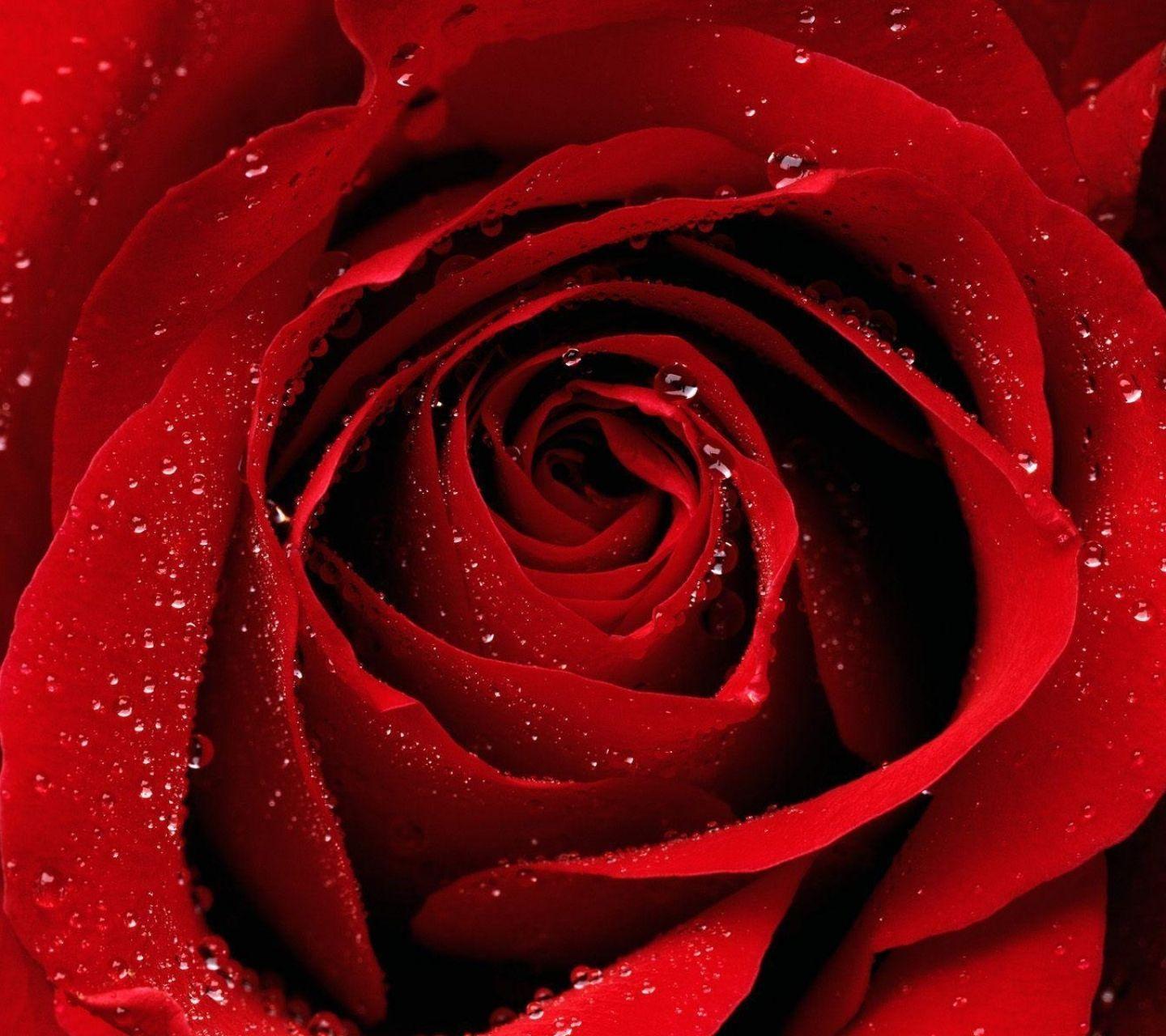 Red Rose - HD Wallpaper 