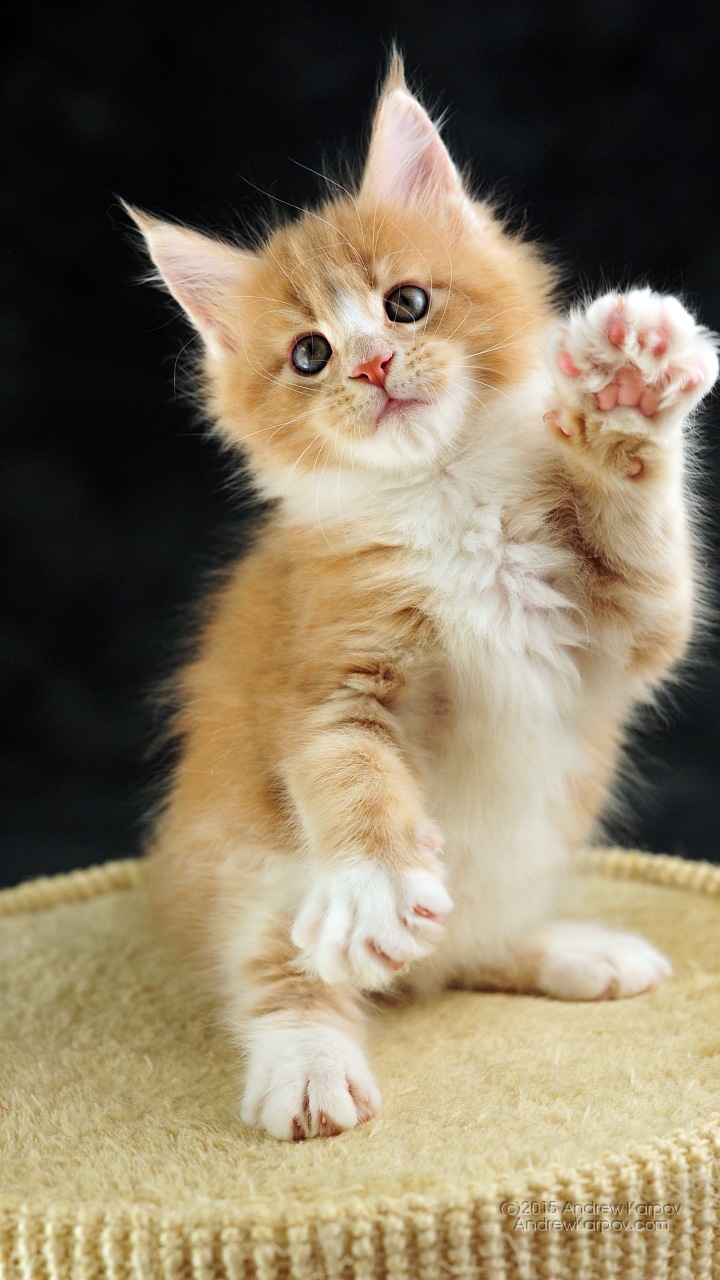 Samsung Galaxy J5 Background - Kitten - HD Wallpaper 