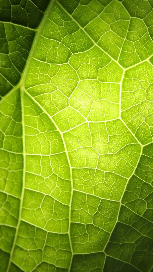 Wallpaper - HD Wallpaper 