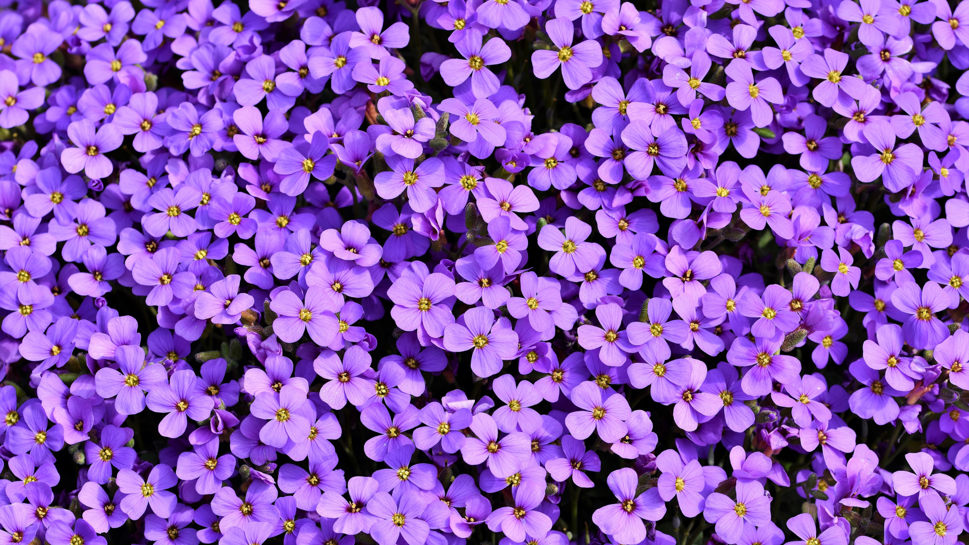 Purple Flower Background - HD Wallpaper 
