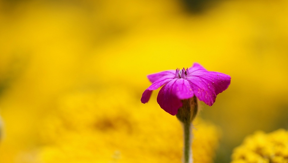 Blur, Wallpaper, Flower, Flowers, Background, Yellow, - Hd Colour Background Blur - HD Wallpaper 