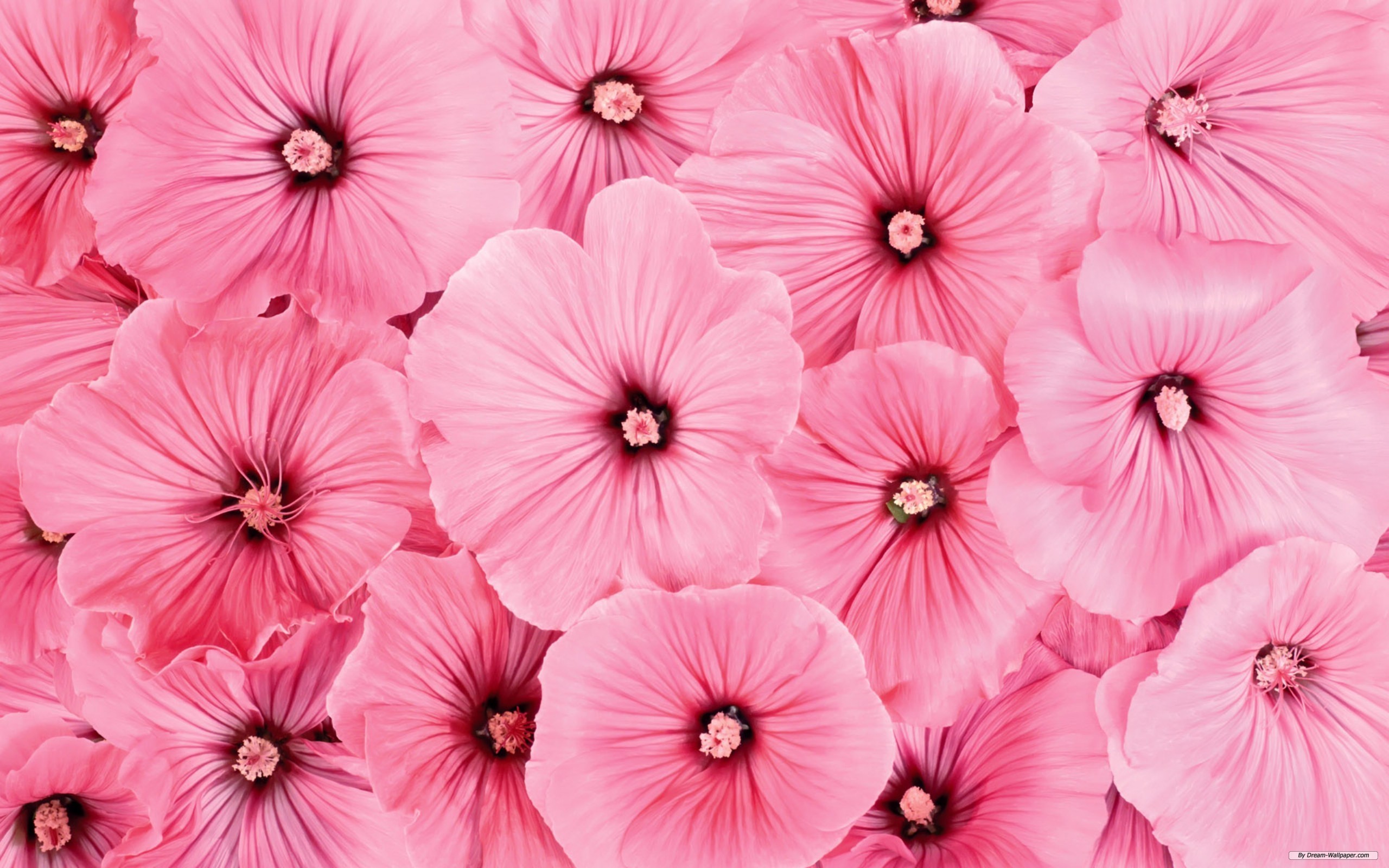Super Pink Flower - Pink Flowers Wallpaper Hd - HD Wallpaper 